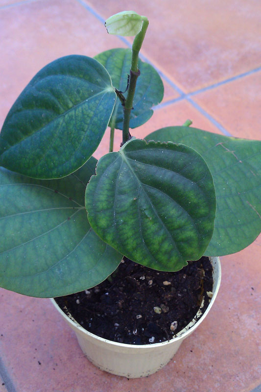 [Foto de planta, jardin, jardineria]