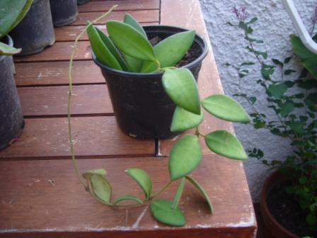 [Foto de planta, jardin, jardineria]