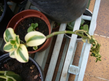[Foto de planta, jardin, jardineria]