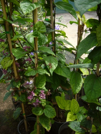 [Foto de planta, jardin, jardineria]