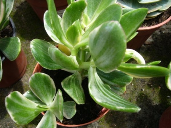 [Foto de planta, jardin, jardineria]