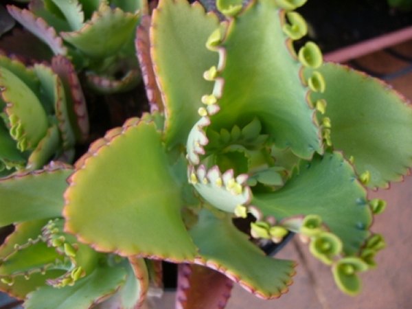 [Foto de planta, jardin, jardineria]