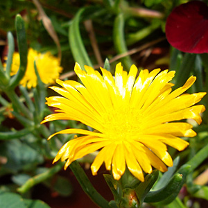 [Foto de planta, jardin, jardineria]