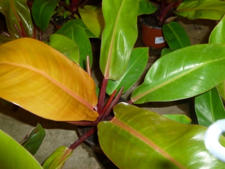 [Foto de planta, jardin, jardineria]