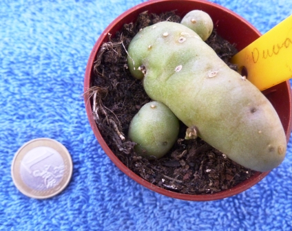 [Foto de planta, jardin, jardineria]