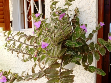 [Foto de planta, jardin, jardineria]