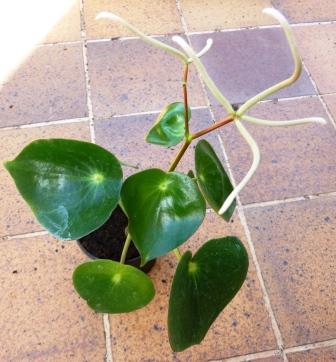 [Foto de planta, jardin, jardineria]