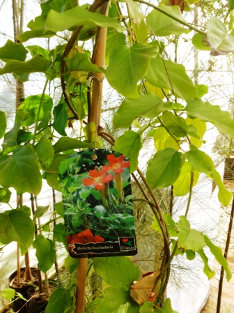[Foto de planta, jardin, jardineria]