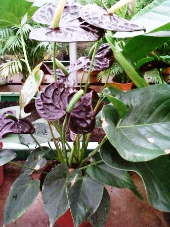[Foto de planta, jardin, jardineria]