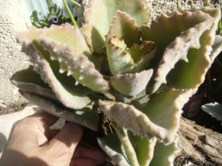[Foto de planta, jardin, jardineria]