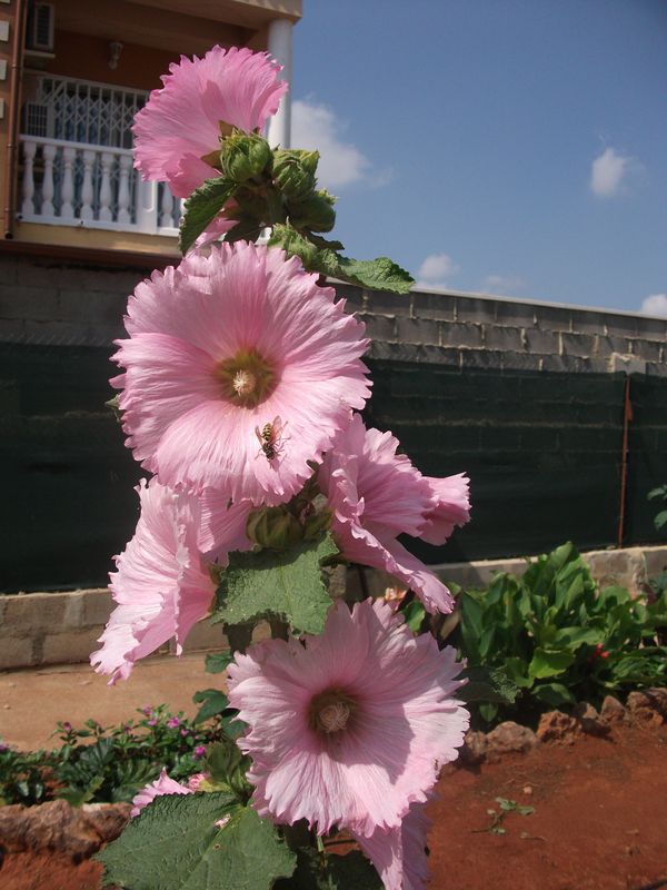 [Foto de planta, jardin, jardineria]