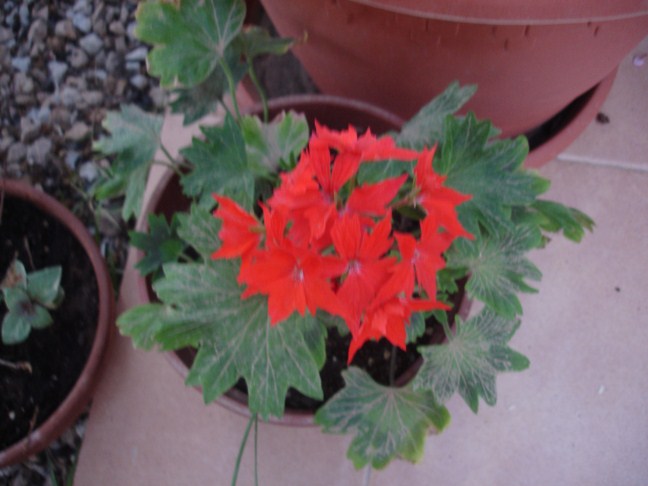 [Foto de planta, jardin, jardineria]