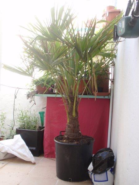 [Foto de planta, jardin, jardineria]