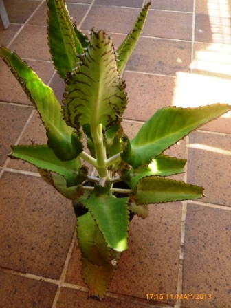 [Foto de planta, jardin, jardineria]