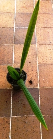 [Foto de planta, jardin, jardineria]