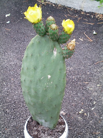 [Foto de planta, jardin, jardineria]