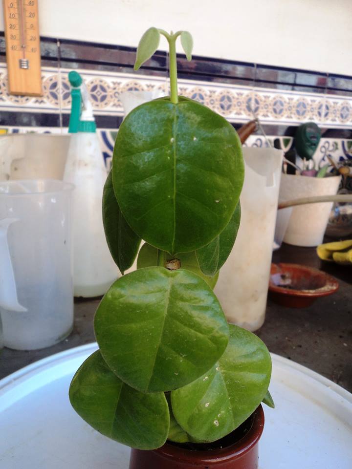 [Foto de planta, jardin, jardineria]