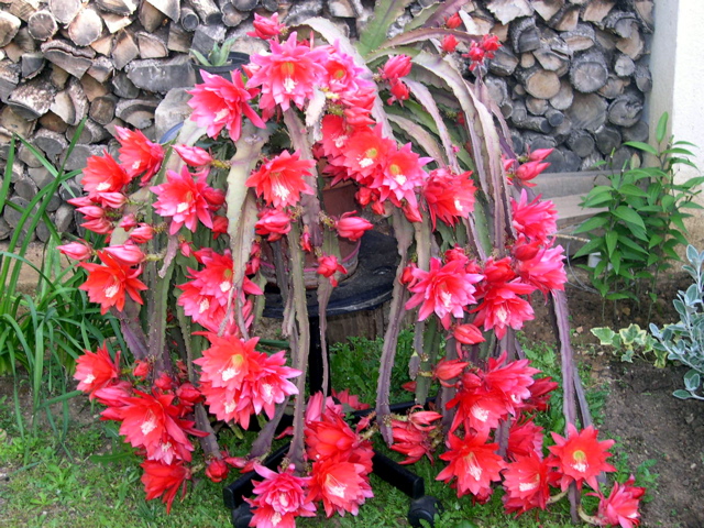 [Foto de planta, jardin, jardineria]