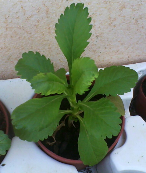 [Foto de planta, jardin, jardineria]