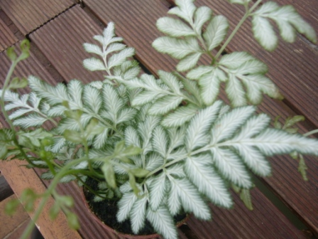 [Foto de planta, jardin, jardineria]