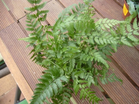 [Foto de planta, jardin, jardineria]