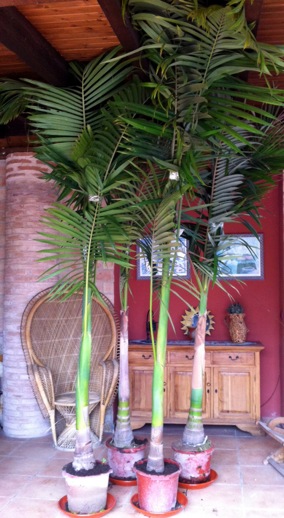 [Foto de planta, jardin, jardineria]