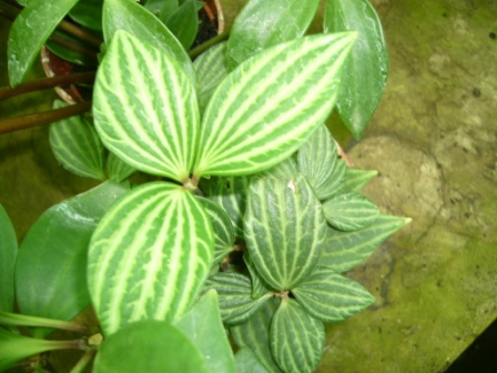 [Foto de planta, jardin, jardineria]