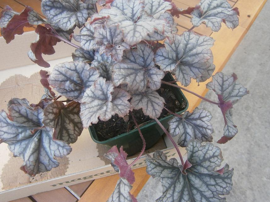 [Foto de planta, jardin, jardineria]