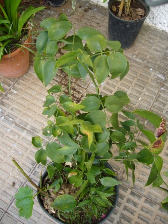 [Foto de planta, jardin, jardineria]
