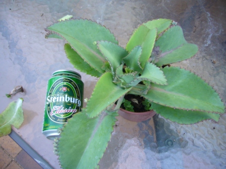 [Foto de planta, jardin, jardineria]