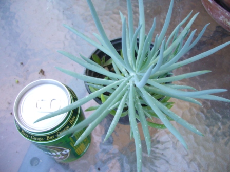 [Foto de planta, jardin, jardineria]