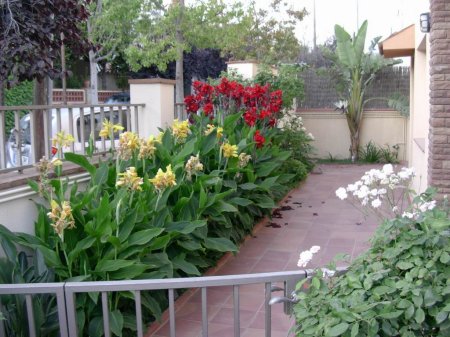 [Foto de planta, jardin, jardineria]