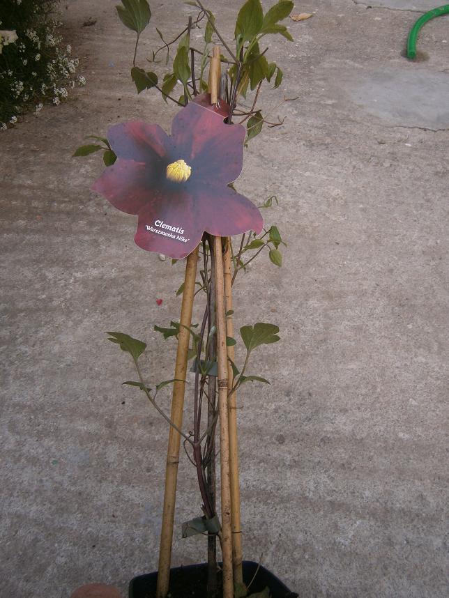 [Foto de planta, jardin, jardineria]