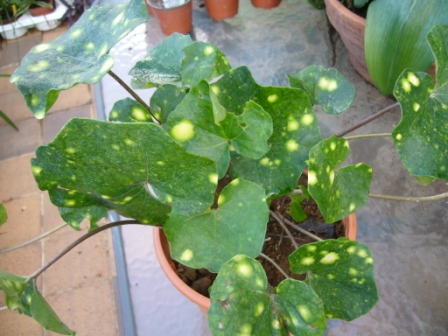[Foto de planta, jardin, jardineria]