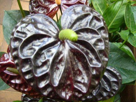 [Foto de planta, jardin, jardineria]