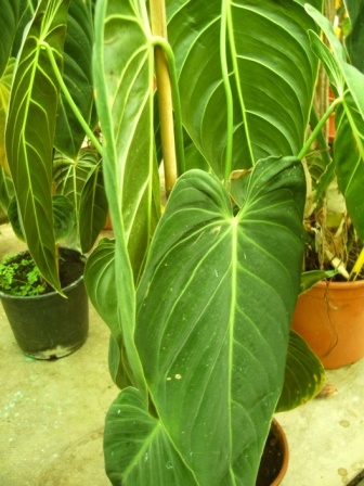 [Foto de planta, jardin, jardineria]