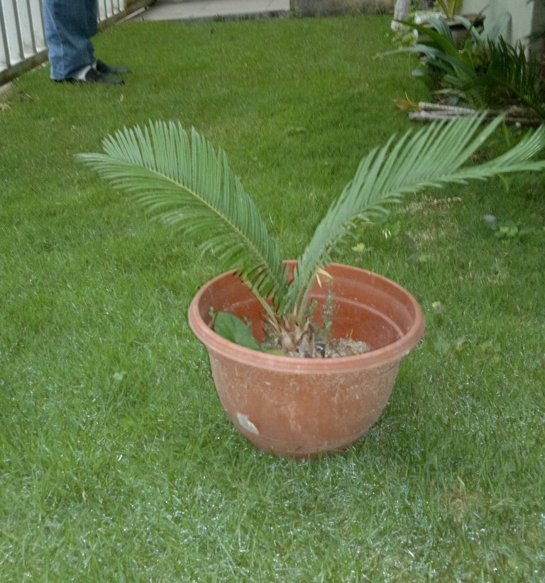 [Foto de planta, jardin, jardineria]