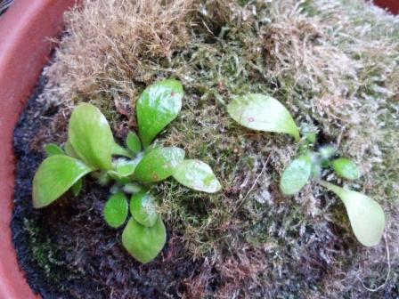 [Foto de planta, jardin, jardineria]