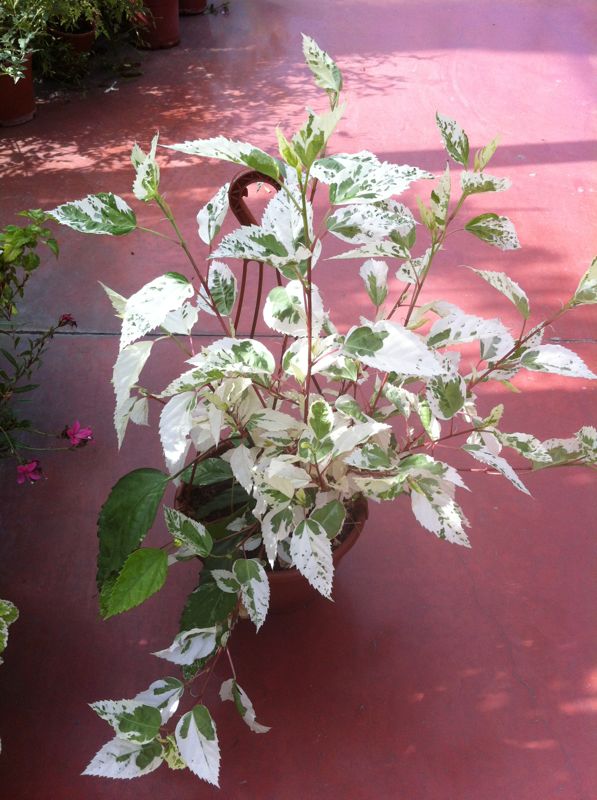[Foto de planta, jardin, jardineria]