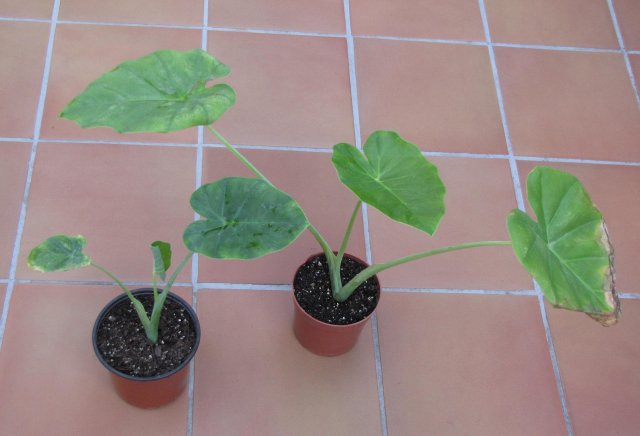 [Foto de planta, jardin, jardineria]