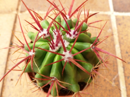 [Foto de planta, jardin, jardineria]