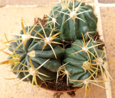 [Foto de planta, jardin, jardineria]