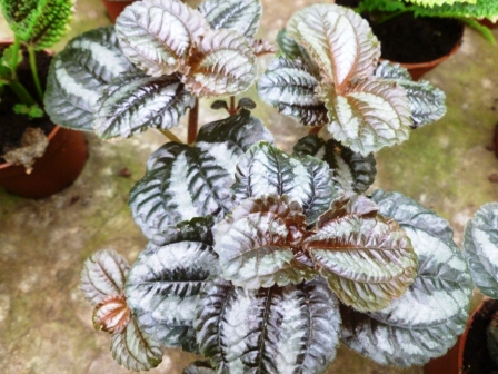 [Foto de planta, jardin, jardineria]