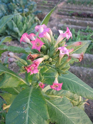 [Foto de planta, jardin, jardineria]