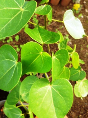 [Foto de planta, jardin, jardineria]