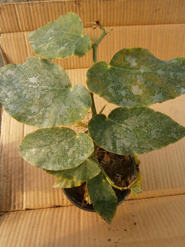 [Foto de planta, jardin, jardineria]