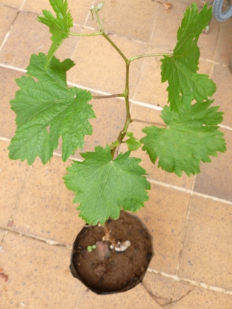 [Foto de planta, jardin, jardineria]