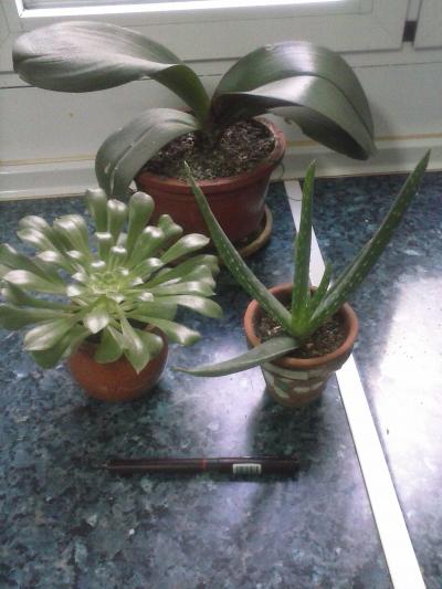 [Foto de planta, jardin, jardineria]