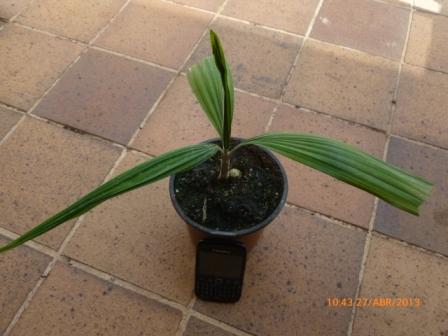 [Foto de planta, jardin, jardineria]