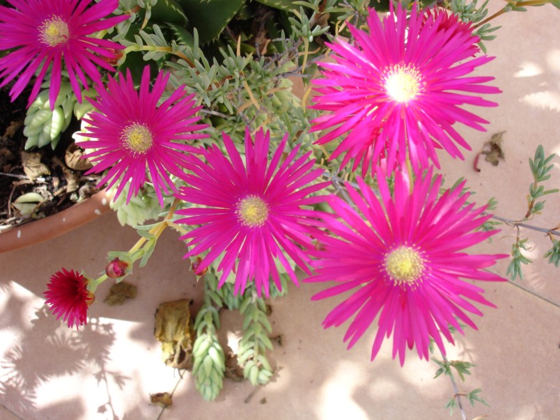 [Foto de planta, jardin, jardineria]